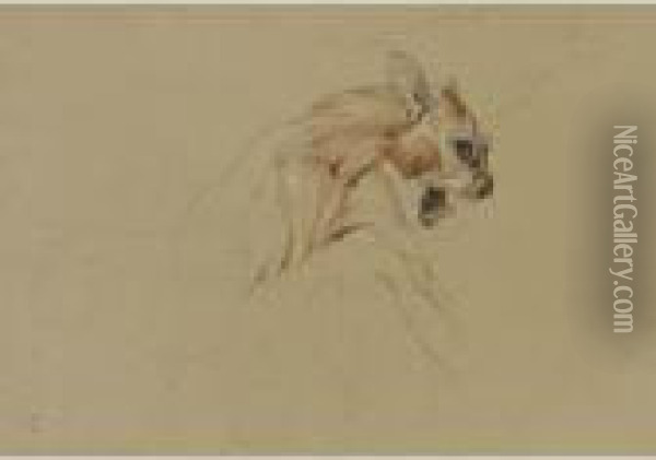 Ecorche Drawing Of The Head Of A Cat Oil Painting - Landseer, Sir Edwin