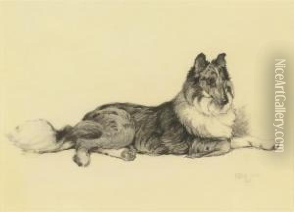 A Collie Lying Down Oil Painting - Cecil Charles Aldin