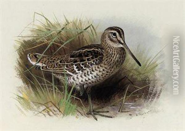 Great Or Solitary Snipe Oil Painting - Archibald Thorburn