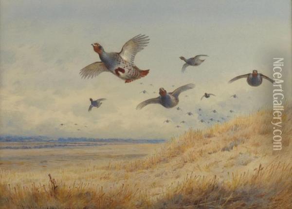Partridge In Flight Oil Painting - Archibald Thorburn