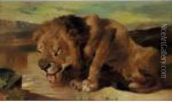 A Lion Drinking Oil Painting - Sir Henry Raeburn