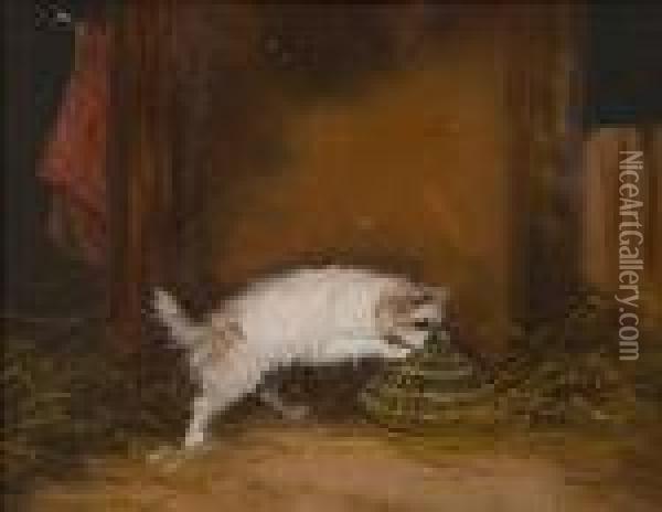 Terrier Ratting In A Barn Oil Painting - George Armfield