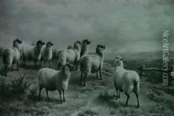 Flock Of Sheep Watching The Hunt Oil Painting - Charles Jones