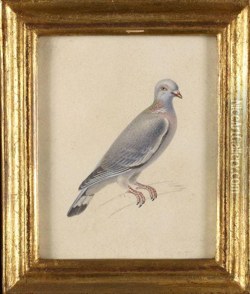Pigeon Oil Painting - Pancrace Bessa