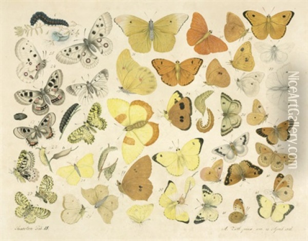 Schmetterlinge Und Raupen Oil Painting - Aloys Zoetl