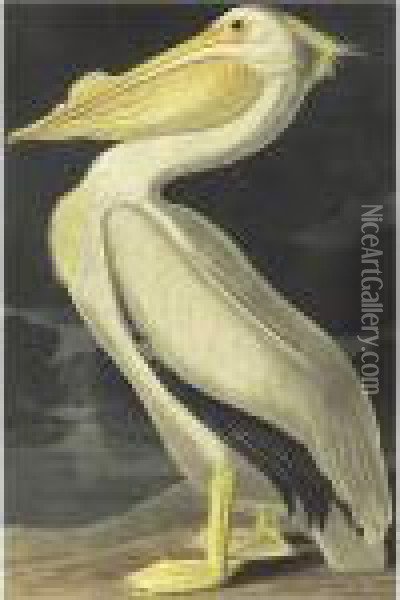 American White Pelican (plate 311) Oil Painting - John James Audubon