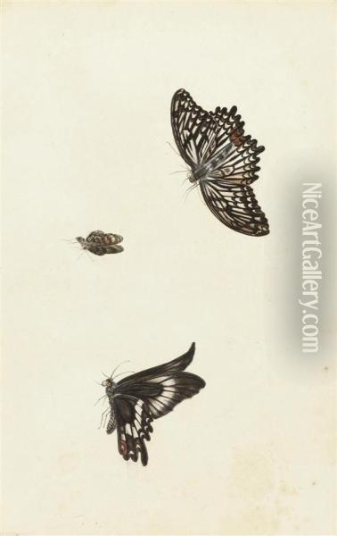 Three Butterflies Oil Painting - Herman Henstenburgh