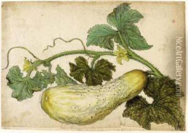 Study Of A Cucumber, With Its Leaves Oil Painting - Jacques (de Morgues) Le Moyne