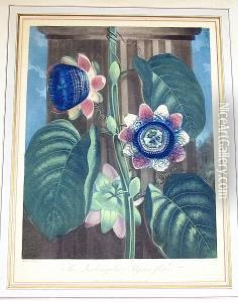 The Quadrangular Passion Flower Oil Painting - Robert John, Dr. Thornton