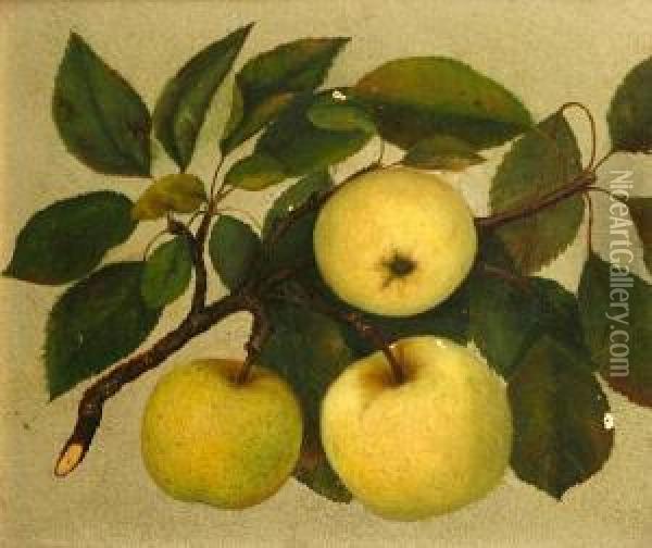 Apples From Rock Hill Farm Oil Painting - Beda Simpson