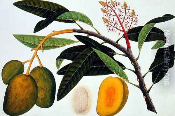 Buihang Mangifera, from 'Drawings of Plants from Malacca', c.1805-18 Oil Painting - Anonymous Artist