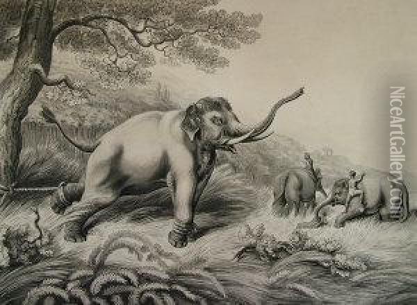 Decoy Elephants Leaving Themale Fastened To A Tree Oil Painting - Samuel Howitt And Captain Thomas Williamson