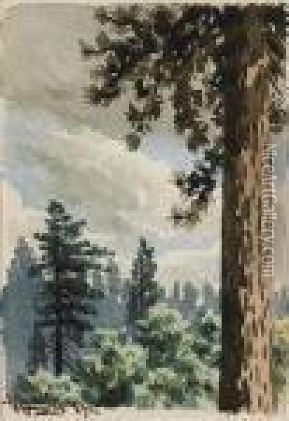 Pine Trees Oil Painting - Maynard Dixon