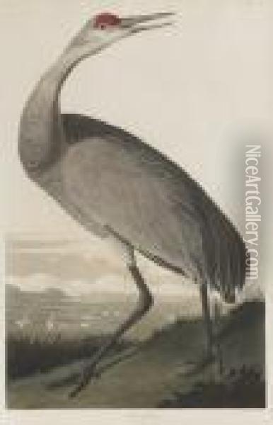 Hooping Crane Oil Painting - John James Audubon