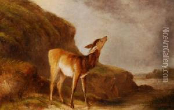 A Young Fawn Oil Painting - John Henry Smith