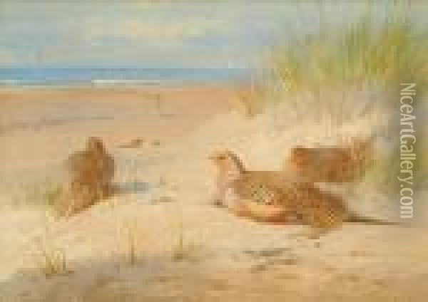 Sand Grouse Oil Painting - Archibald Thorburn
