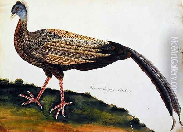 Koo auio Tangass - Cock, from 'Drawings of Birds from Malacca', c.1805-18 Oil Painting - Anonymous Artist
