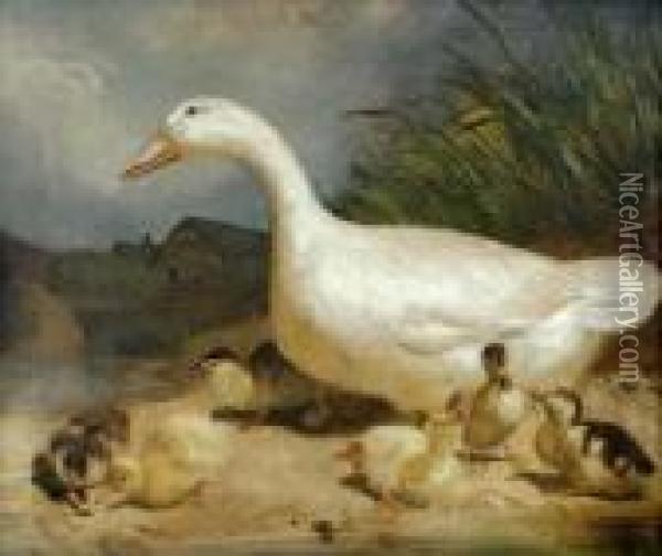 Study Of A Whiteduck Oil Painting - Thomas Woodward