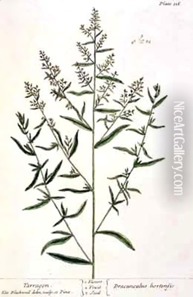 Tarragon, plate 116 from 'A Curious Herbal' Oil Painting - Elizabeth Blackwell