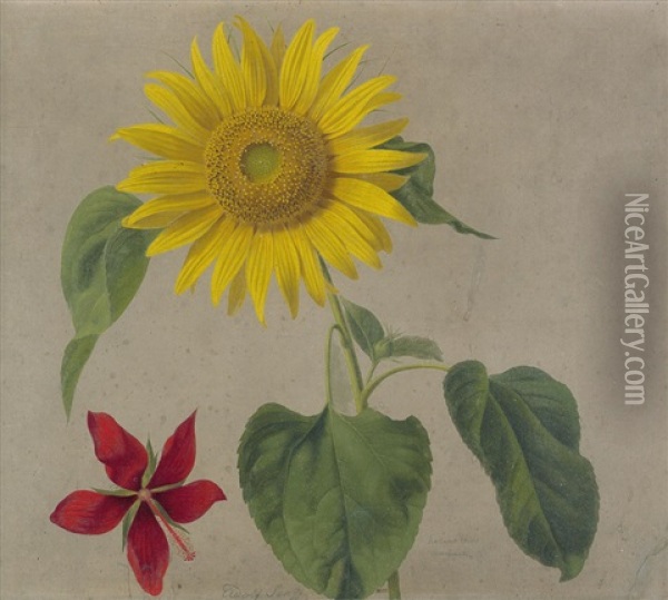 Sonnenblume Und Hibiskus Oil Painting - Adolf (Carl) Senff