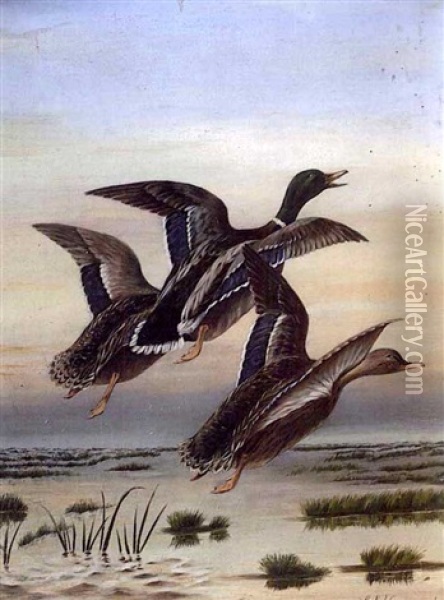 Three Mallard Ducks In Flight Oil Painting - George Louis Viavant