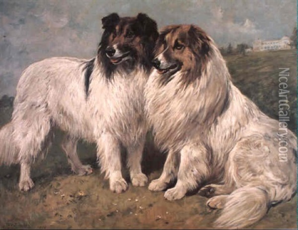 A Couple Of Collie Dogs Oil Painting - John Emms