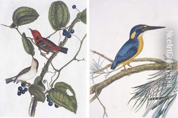 A Natural History Of The Birds Of New South Wales Oil Painting - John William Lewin