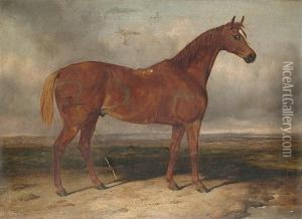 A Chesnut Hunter In A Landscape Oil Painting - Charles Hancock