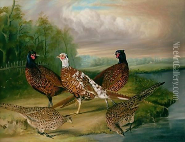 Pheasants by the River Wensum, Norfolk Oil Painting - James Blazeby