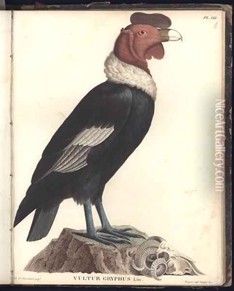 The Male Condor Vultur gryphus Oil Painting - Humboldt, Friedrich Alexander, Baron von