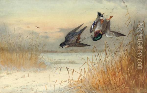 Killed As He Reaches Cover Oil Painting - Archibald Thorburn