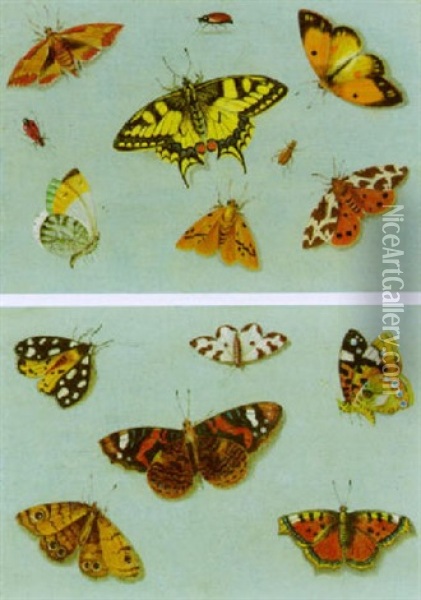Schmetterlinge Oil Painting - Ferdinand van Kessel