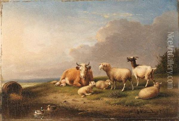 Sheep And A Cow Grazing On A Hillside Oil Painting - Franz van Severdonck