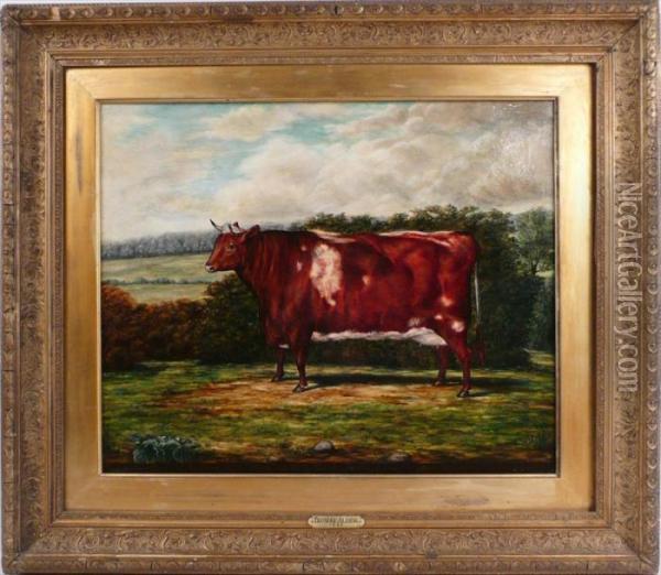 Four Year Old Shorthorn Heifer Oil Painting - Thomas Alder
