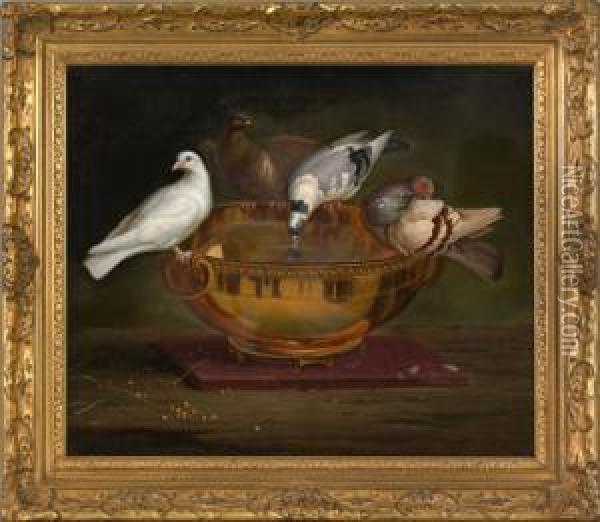 Pigeons Drinking From A Bowl Oil Painting - Peter Wenzel
