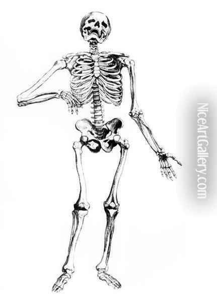 Human Skeleton Oil Painting - Andreas Vesalius