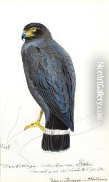 A Group Of Birdstudies Oil Painting - Heinrich Gotlieb L. Reichenbach