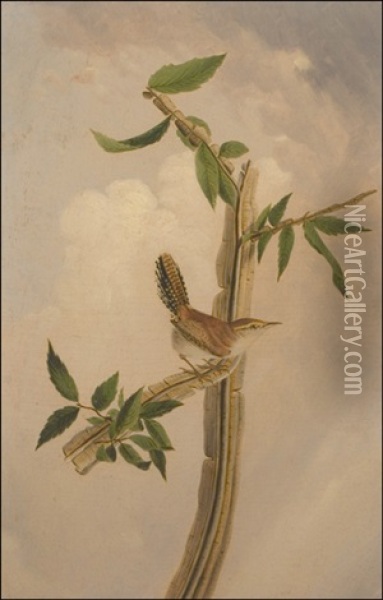 Bewicke's Wren, Thryomanes Bewickii (after John James Audubon) Oil Painting - Joseph Bartholemew Kidd