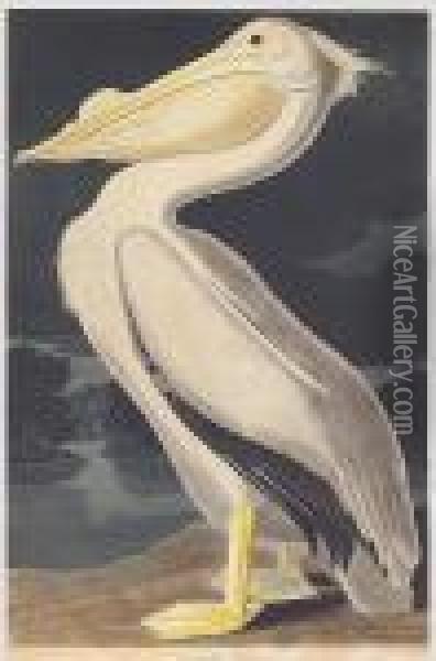 American White Pelican (pl. Cccxi) Oil Painting - John James Audubon