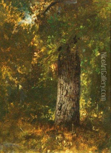 Etude D'arbres Oil Painting - Narcisse-Virgile D Az De La Pena