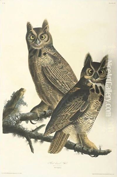 Great Horned Owl (Plate 61) Oil Painting - John James Audubon