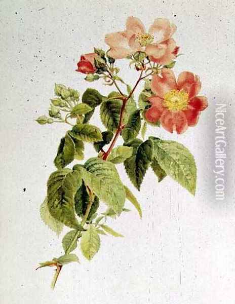 Rosa setigera The Prairie Rose, by Alfred Parsons 1847-1920 Oil Painting - Alfred Parsons