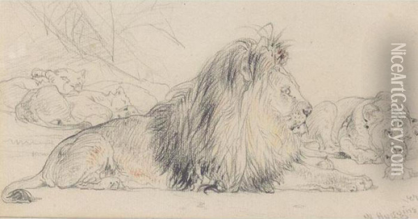 Study Of A Lion And His Pride Oil Painting - William Huggins