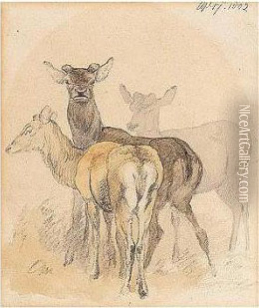 A Study Of Deer Oil Painting - Robert Hills