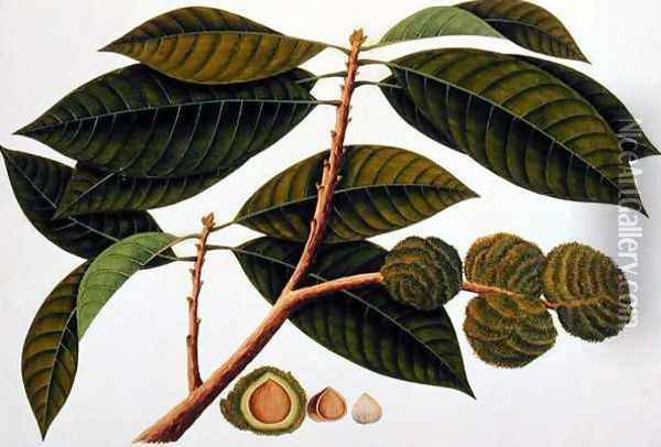 Brangam or Malay Chestnut, from 'Drawings of Plants from Malacca', c.1805-18 Oil Painting - Anonymous Artist