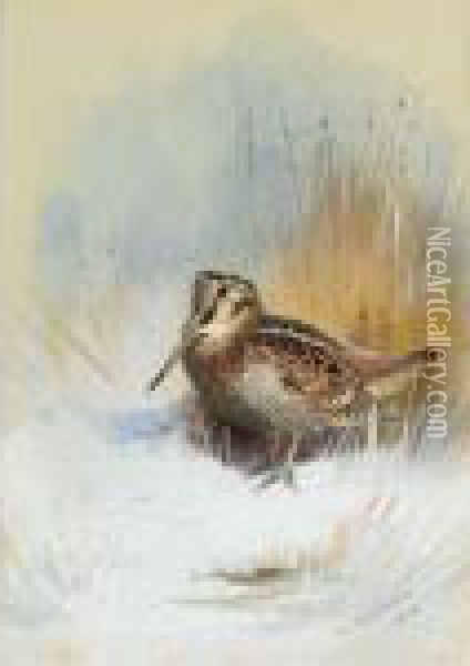 A Woodcock Oil Painting - Archibald Thorburn