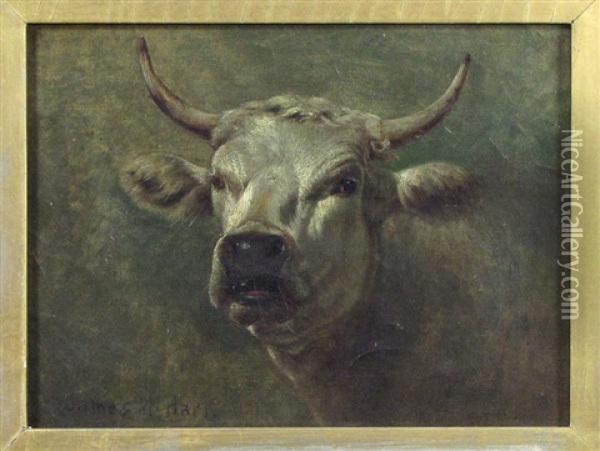 Untitled (portrait Of A Steer) Oil Painting - James McDougal Hart