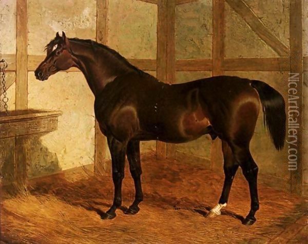 Partisan, A Dark Bay Racehorse In A Stable Oil Painting - John Frederick Herring Snr