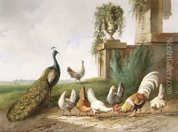 Poultry and a peacock in a meadow Oil Painting - Albertus Verhoesen