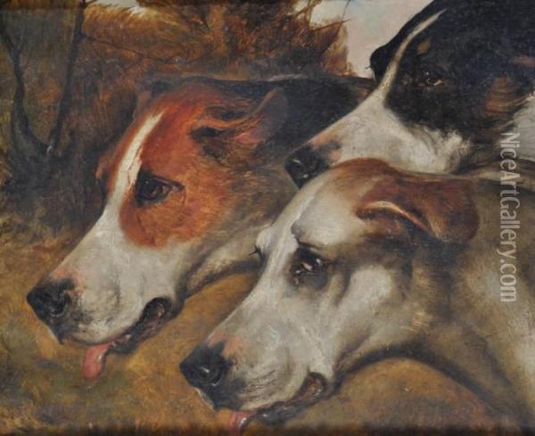 Portrait Of 3 Hounds Oil Painting - John Emms
